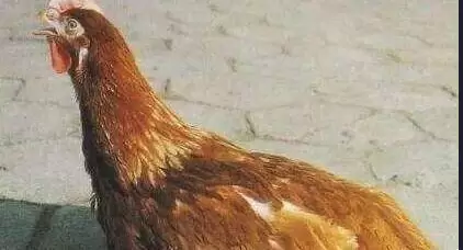 养殖中了解鸡群引发呼吸道的原因 掌握好三大要素轻松搞定插图1 养殖中了解鸡群引发呼吸道的原因 掌握好三大要素轻松搞定插图1