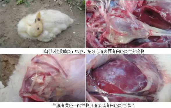 预防浆膜炎的症状插图 预防浆膜炎的症状插图