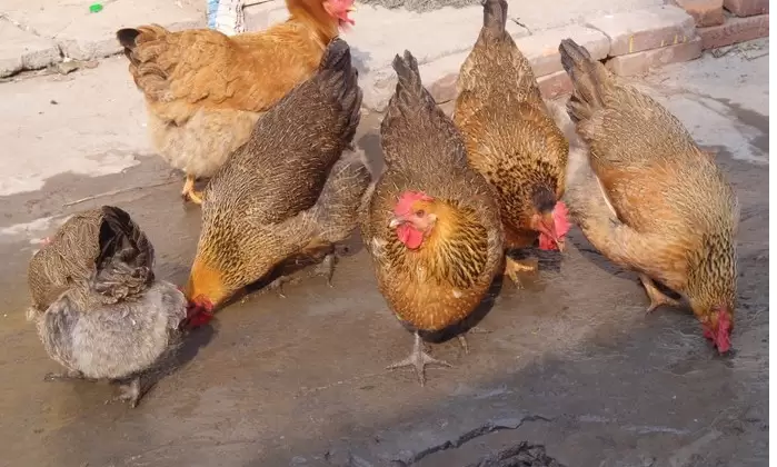 如何养鸡,不生病 长的好 长的快,老养殖户 说出了真相插图1 如何养鸡,不生病 长的好 长的快,老养殖户 说出了真相插图1