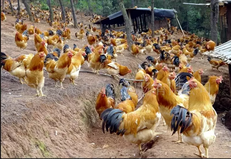 养殖中有不少问题,我总结了25个小妙招,看这里教教你插图3 养殖中有不少问题,我总结了25个小妙招,看这里教教你插图3