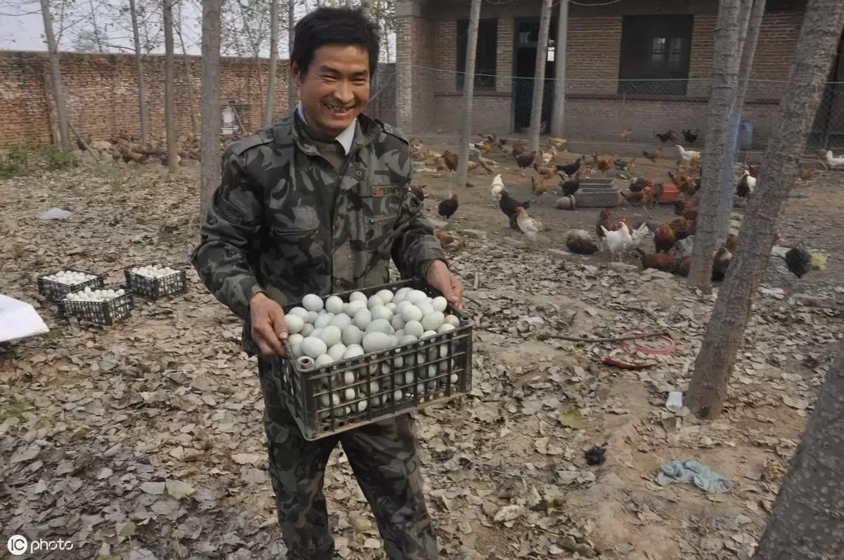 养鸭技术 蛋鸭 养殖要做到四看才能保证蛋鸭是产蛋量插图 养鸭技术 蛋鸭 养殖要做到四看才能保证蛋鸭是产蛋量插图