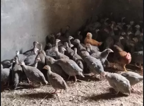 育雏中的六大要素 你了解多少 读懂这些 养殖不难插图2 育雏中的六大要素 你了解多少 读懂这些 养殖不难插图2