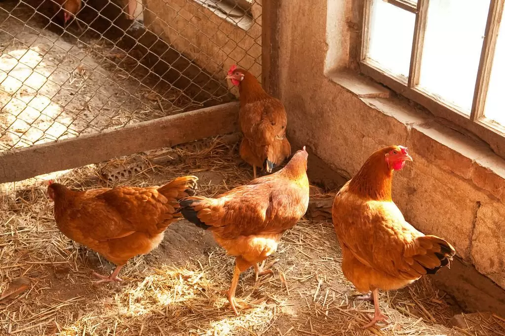 散养鸡 怎样养提高料肉比成活率看这里掌握三大要素轻松养殖插图2