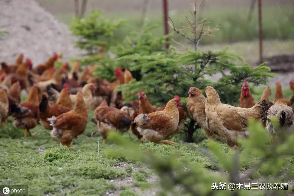 鸡苗不好 精神不佳 翅膀下垂 拉白色稀粪便 这里有妙招插图4 鸡苗不好 精神不佳 翅膀下垂 拉白色稀粪便 这里有妙招插图4