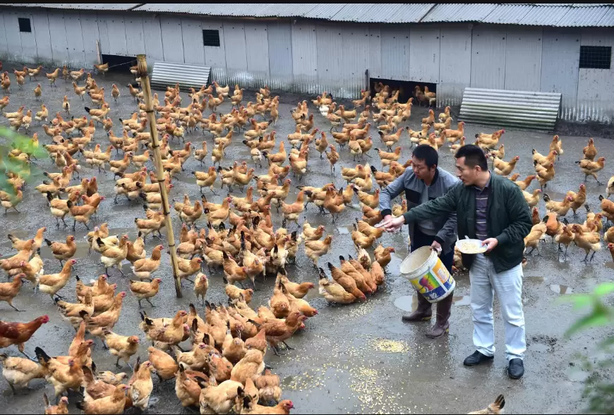 饲料中添加三宝 鸡群长得好 不易生病生病,老养殖户说出来真相插图2 饲料中添加三宝 鸡群长得好 不易生病生病,老养殖户说出来真相插图2