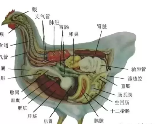 肿头肿脸的原因,教你一招插图2 肿头肿脸的原因,教你一招插图2