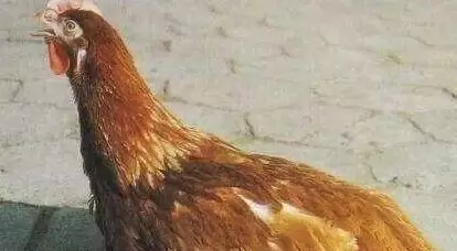 畜禽不好治愈的呼吸道 反反复复不好治疗 尤其冬天 教你轻松搞定插图1 畜禽不好治愈的呼吸道 反反复复不好治疗 尤其冬天 教你轻松搞定插图1