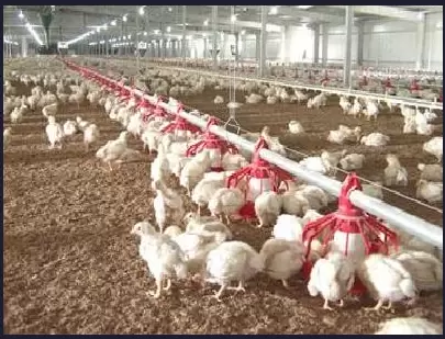 肉食饲养周期短,发病不好治疗,平时应该主要那些 看这里插图3 肉食饲养周期短,发病不好治疗,平时应该主要那些 看这里插图3
