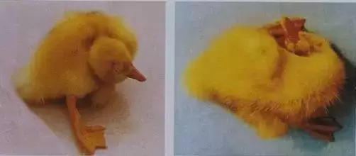 养殖过程中 遇到紧急问题随时联系我插图2 养殖过程中 遇到紧急问题随时联系我插图2