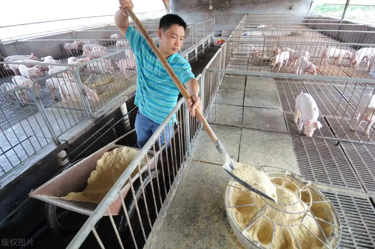 养殖中如何提高料肉比 节约饲料 提高成活率看这里轻松养殖插图3 养殖中如何提高料肉比 节约饲料 提高成活率看这里轻松养殖插图3