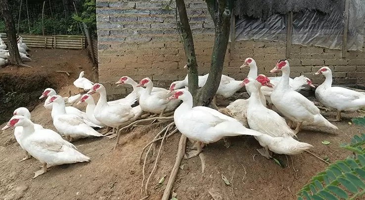 养殖番鸭来挣钱 鸭苗选择是关键 你了解多少 点击进来了解一下插图5 养殖番鸭来挣钱 鸭苗选择是关键 你了解多少 点击进来了解一下插图5