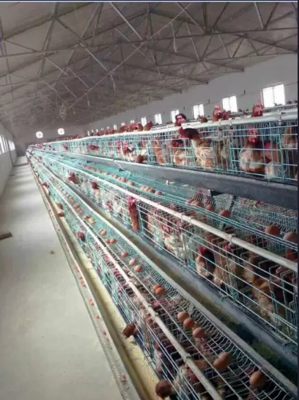 鸡群中出现腺胃炎的症状会引起哪些 看懂这些注意防控不难插图1 鸡群中出现腺胃炎的症状会引起哪些 看懂这些注意防控不难插图1