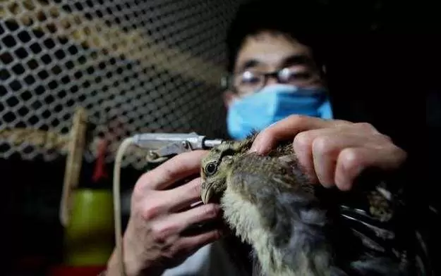 养殖中疫苗是必不可少的 最主要的是应激反应 过来叫你几招插图