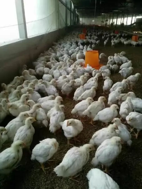 养殖中球虫的症状反反复复,如何防控,彻底治愈元老师来解答插图1 养殖中球虫的症状反反复复,如何防控,彻底治愈元老师来解答插图1