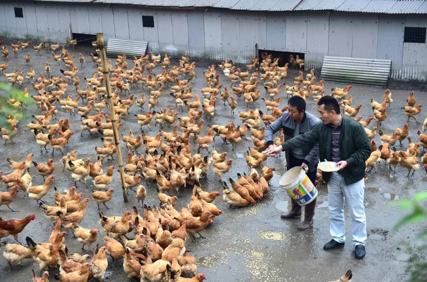 养殖中鸡,鸭 鹅 净槽的好处你了解多少 元老师教你几招插图2 养殖中鸡,鸭 鹅 净槽的好处你了解多少 元老师教你几招插图2