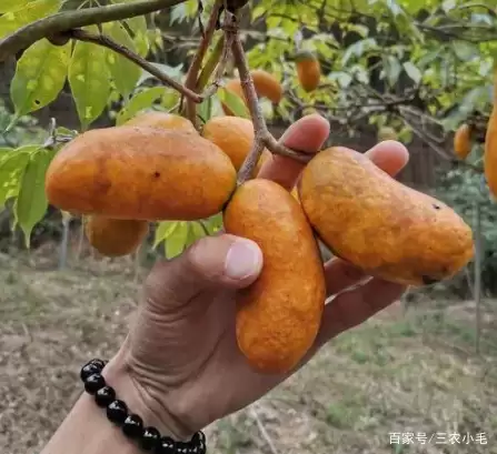 图片[4]-九月黄，八月炸你吃过吗？-会东网