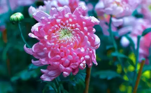 图片[3]-九幺叔教你怎样种植菊花-会东网