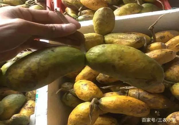 图片[5]-九月黄，八月炸你吃过吗？-会东网