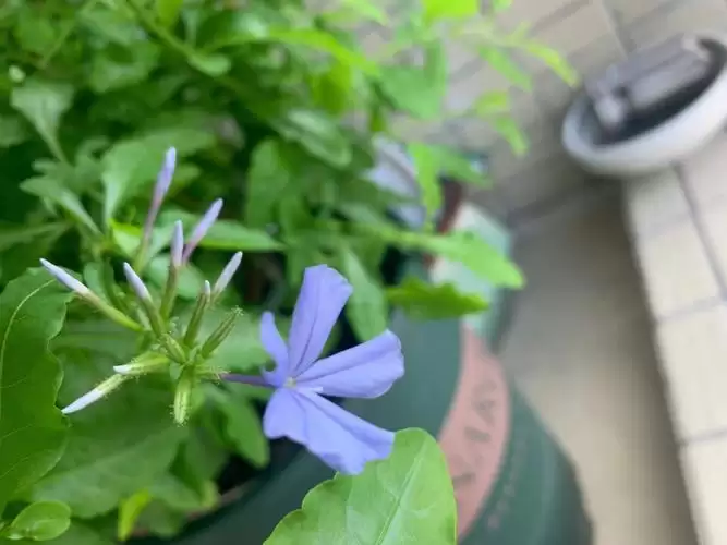 花卉中的凶吉之分是什么?十大凶花十大吉花?插图 花卉中的凶吉之分是什么?十大凶花十大吉花?插图