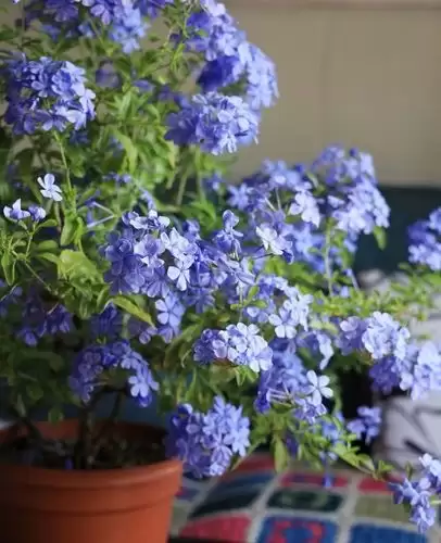 蓝雪花寓意如何?蓝雪花是凶花还是吉花?插图 蓝雪花寓意如何?蓝雪花是凶花还是吉花?插图
