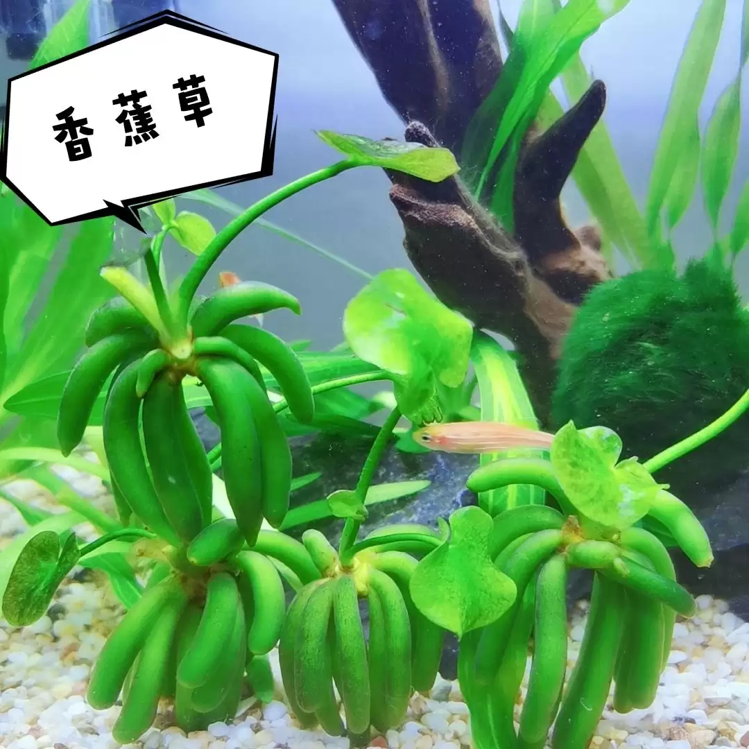 香蕉草繁殖技巧：自然繁殖还是人工繁殖？插图1