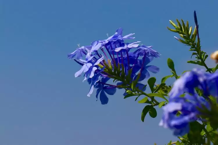 蓝雪花寓意如何?蓝雪花是凶花还是吉花?插图1 蓝雪花寓意如何?蓝雪花是凶花还是吉花?插图1