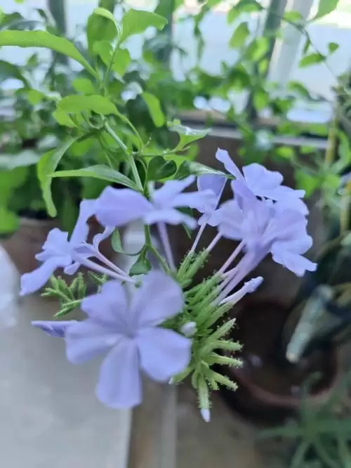 家里养蓝雪花有何影响?家里栽蓝雪花有什么坏处?插图 家里养蓝雪花有何影响?家里栽蓝雪花有什么坏处?插图