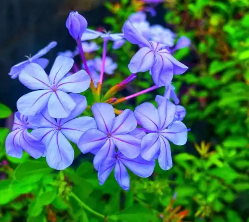 镇宅花排行榜首位是哪种?排名第一镇宅花?插图1 镇宅花排行榜首位是哪种?排名第一镇宅花?插图1