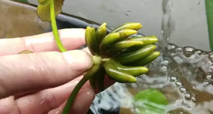 香蕉草莓奶昔：夏日的甜蜜诱惑-会东网