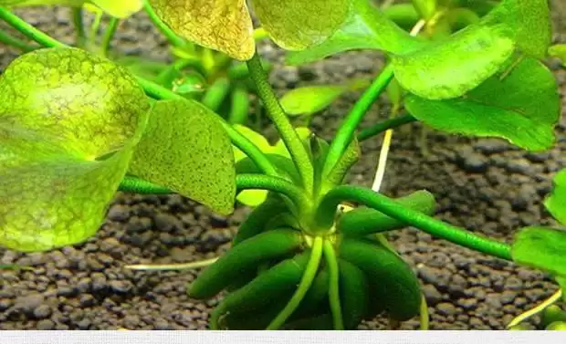 香蕉草莓美味大比拼：哪个更合你口味？-会东网