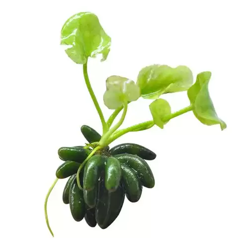 香蕉草酸含量解析：健康食用须知-会东网