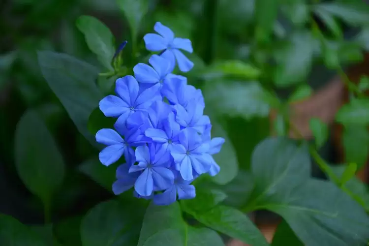镇宅花排行榜首位是哪种?排名第一镇宅花?插图 镇宅花排行榜首位是哪种?排名第一镇宅花?插图