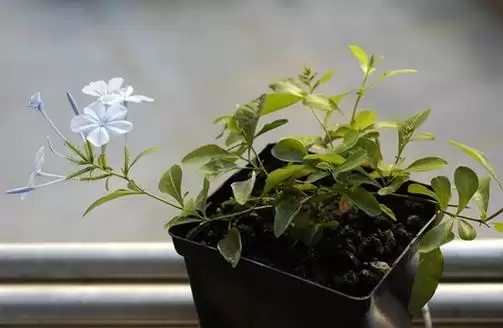 镇宅挡煞之花哪种最强?镇宅挡煞的最厉害的花?插图 镇宅挡煞之花哪种最强?镇宅挡煞的最厉害的花?插图