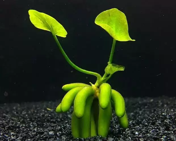 香蕉草酸含量揭秘：对人体有何影响？-会东网