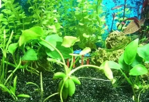 香蕉草本植物特性：为何不是木本？-会东网