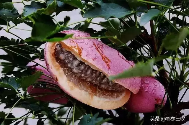炸裂味蕾!农村大山深处的神秘野果“八月炸”,你敢尝吗?插图1 炸裂味蕾!农村大山深处的神秘野果“八月炸”,你敢尝吗?插图1