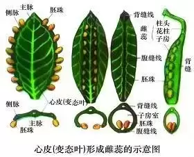 八月里话“八月瓜”:它竟能如此赚钱?插图18 八月里话“八月瓜”:它竟能如此赚钱?插图18