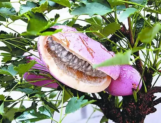 神秘水果“八月炸”曝光，你尝过这大自然的馈赠吗？插图1