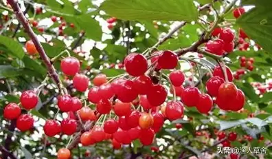 会东三农资讯：樱桃种植不难，教你轻松拥有自家果园插图2
