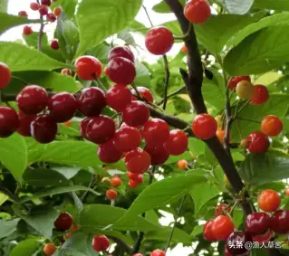 会东三农资讯：樱桃种植不难，教你轻松拥有自家果园插图3