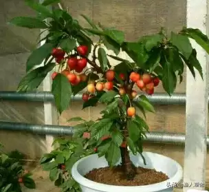 会东三农资讯：樱桃种植不难，教你轻松拥有自家果园插图4