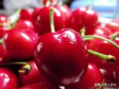 会东三农资讯：樱桃种植不难，教你轻松拥有自家果园-会东网