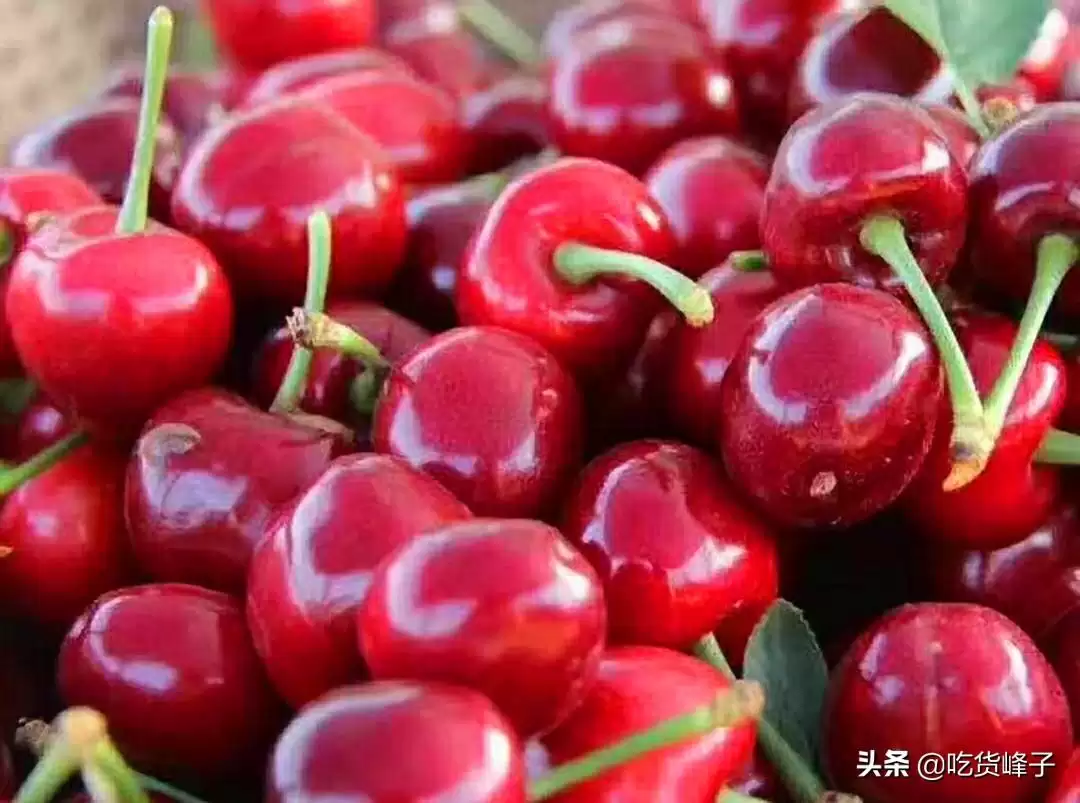 图片[4]-会东网三农资讯：红灯美早大樱桃，区别在哪？-会东网