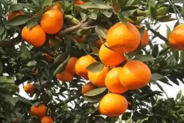 图片[4]-12月上市时令水果(12月上市的六种常见时令水果分别有什么特点)-会东网