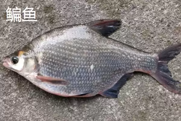 图片[3]-3.0号主线1.5号子线能钓多大鱼(3.0号主线搭配1.5号子线能钓多大的鱼呢)-会东网