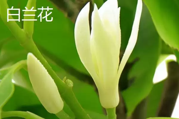图片[2]-白兰花和玉兰花对比(白兰花和玉兰花在形态、习性等方面有何区别)-会东网