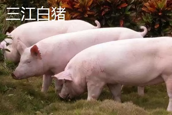 图片[6]-北方什么品种的散养猪好(北方散养哪种猪品种比较好呢)-会东网
