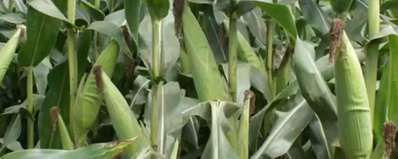 德科722玉米种子特征特性(德科722玉米种子特性有哪些)-会东网
