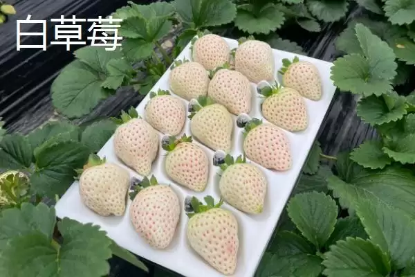 图片[4]-白草莓和菠萝莓区别(白草莓和菠萝莓区别及其在外观和口感上的特点)-会东网