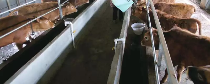 谷饲与草饲区别(谷饲和草饲在喂养方式和肉质上的区别)-会东网